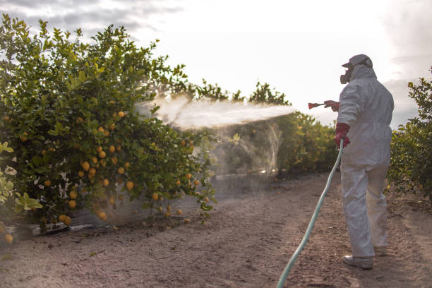 Insect Control in Electra, TX