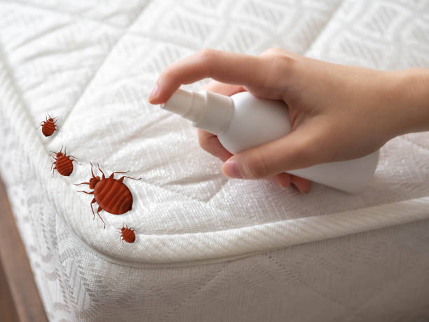 Best Insect Control  in Electra, TX