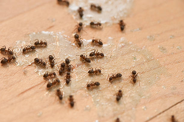 Flea Control Services in Electra, TX